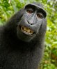 SelfMonkey-thumb-600x723-131986.jpg