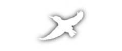 Beyond_Blocks_Vogel_Hintergrund.png