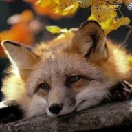 ReinekeFuchs