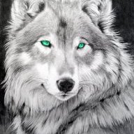 Racoon_HD