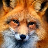 Foxem