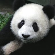 TheProgrammingPanda