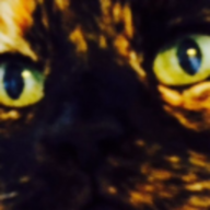 Mie