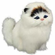 Supshy