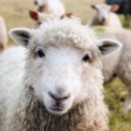 Mr.Sheep
