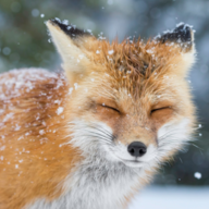 Fuchs1001