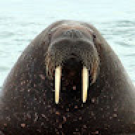 Lord_walrus123