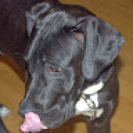 derhund