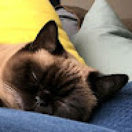 yumithecat