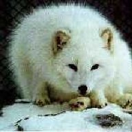 Winterfox_GER