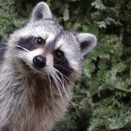 Raccoon