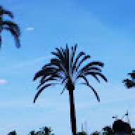 oneXela
