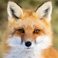 GXFox