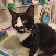 Katzenghgyt