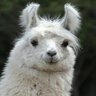 PSandro