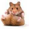 Hamsterboy