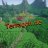 Terragon-Server
