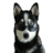 celestil