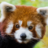 RedPanda1609