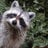 Raccoon